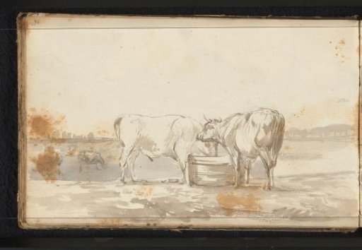 Cattle in a Meadow