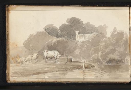 Cattle in a Meadow