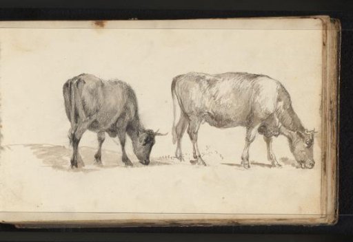 Two Grazing Bulls