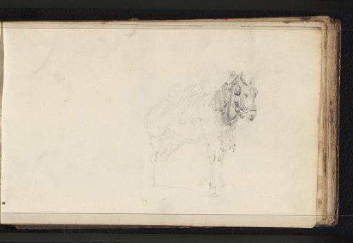 Mule