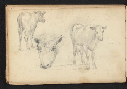 Cow from the front, cow from the rear and cow's head