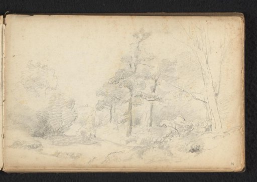 Forest