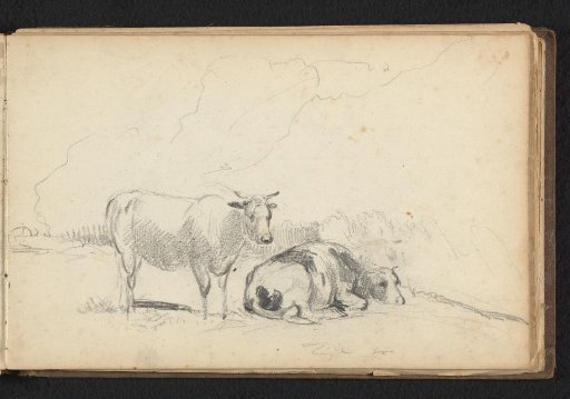 Two cows in a meadow