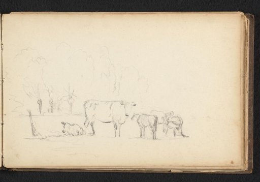 Five cows