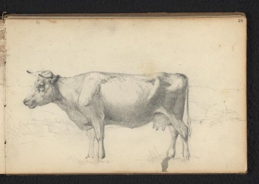 Cow