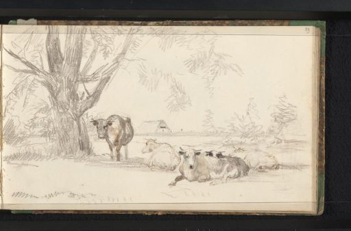 Cattle in a meadow