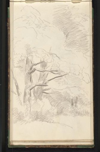 Trees