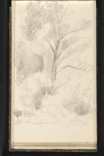 Trees