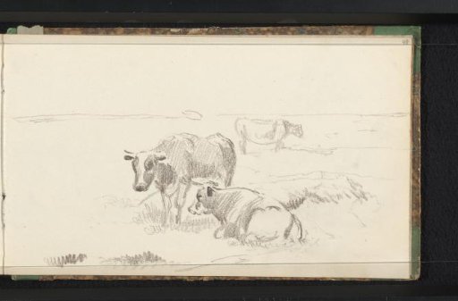 Cattle in a meadow