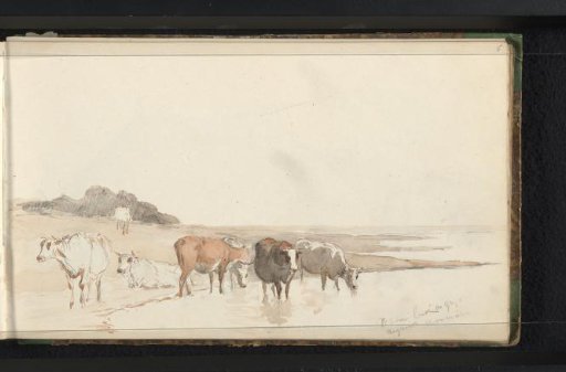 Cattle in a meadow by water