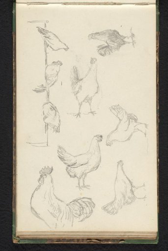 Chickens