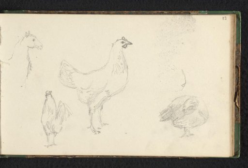 Three chickens and a horse's head