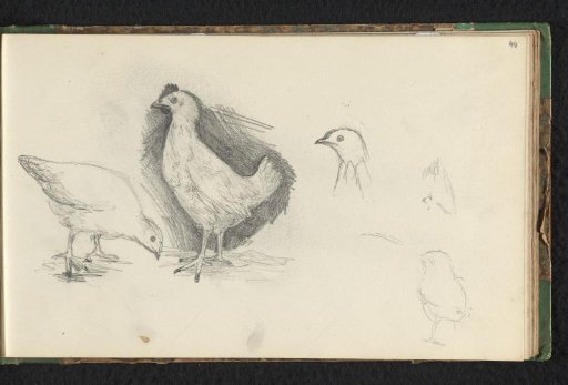 Four chickens