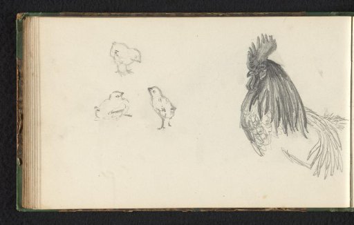 Three chicks and a rooster