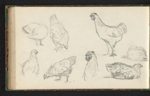Eight chickens