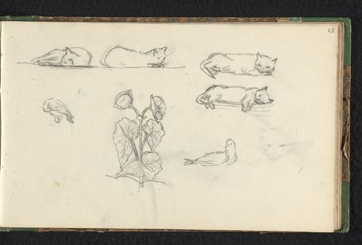 Four cats, two pigeons and flowers