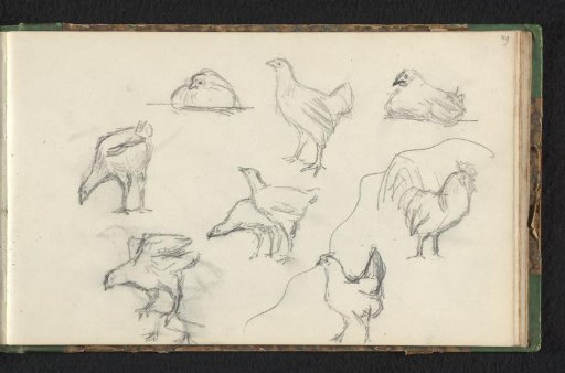 Eight chickens and a rooster