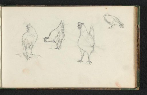 Three chickens and a pigeon