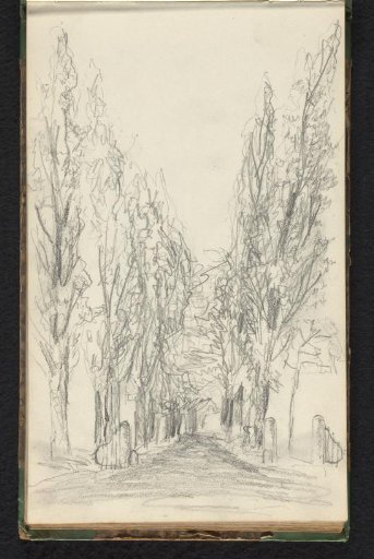Forest path
