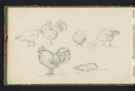 Four chickens and two roosters