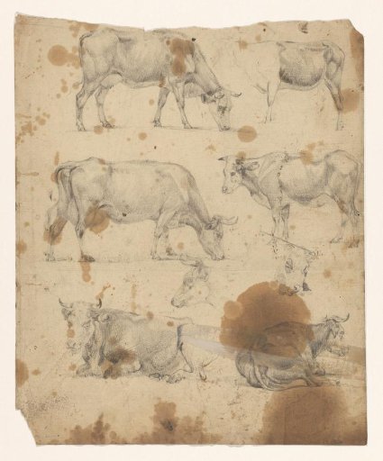 Sheet with Eight Studies of Cows