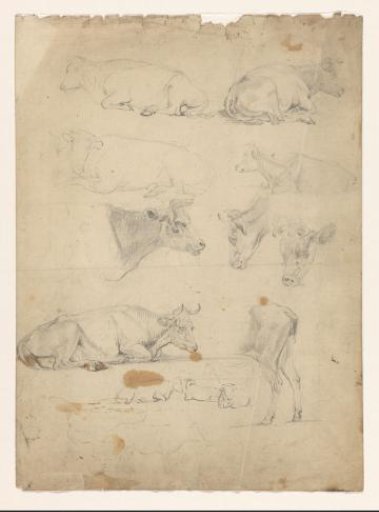 Study sheet with various studies of cows