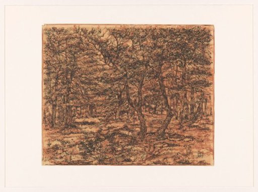 Forest landscape