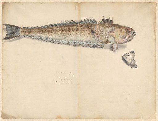 Greater weever (Trachinus Draco)