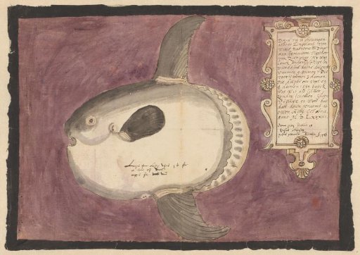 Ocean sunfish (Mola mola)
