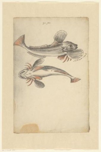 Two tub gurnards (Chelidonichthys lucerna)