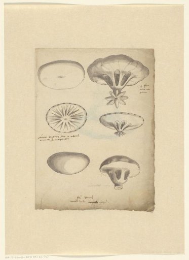 Study sheet with jellyfish
