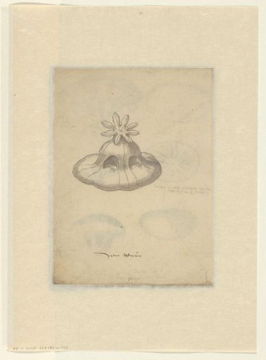 Study of a jellyfish