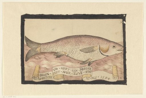 Flathead grey mullet