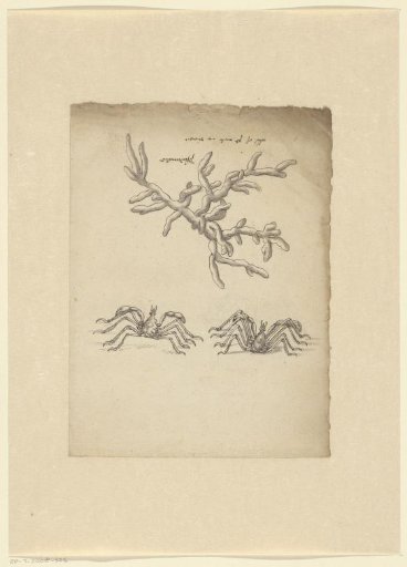 Studies of a pseudo-coral (Alcyonidium Gelatinosum) and two crabs (Stenorhynchus rostratus)