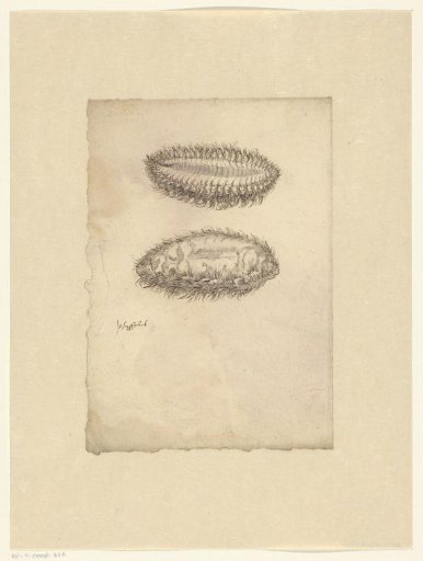 Sea mouse (Aphrodita aculeata)