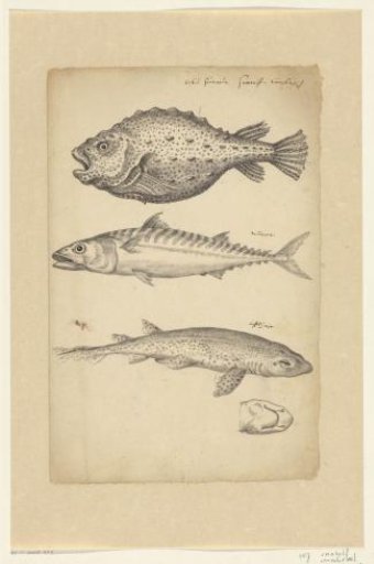 Study sheet with a lumpfish (Cyclopterus lumpus), a mackerel (Scomber scombrus) and a small-spotted catshark (Scyliorhinus canicula)