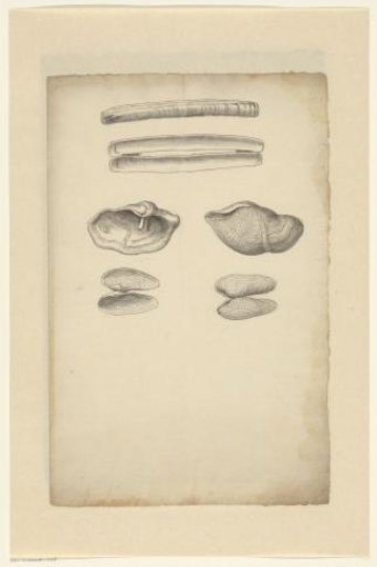 Study sheet with razor shells (Ensis arcuatus), stone-borers (Zirfaea Crispata), and white mussels (Barnea Candida)