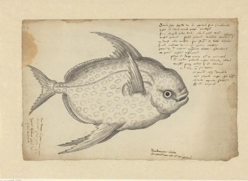 Kingfish (Lampris guttatus)