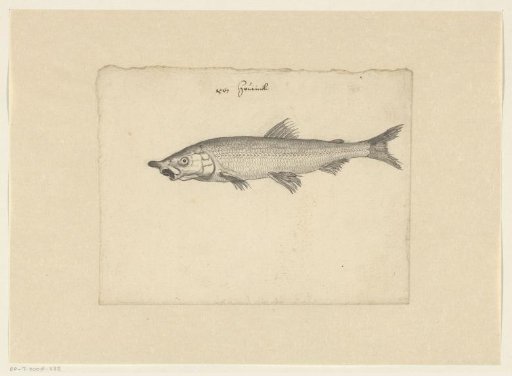 Houting (Coregonus oxyrhynchus)