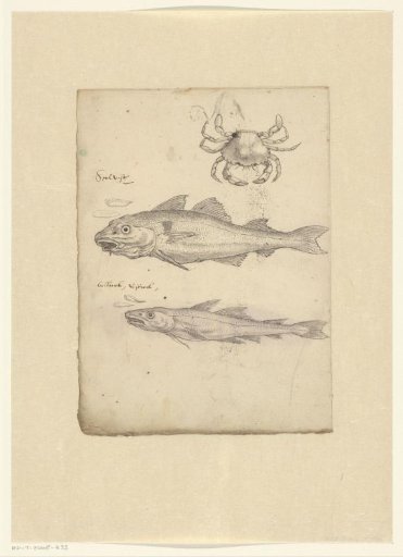 Study sheet with a crab (Portunus holsatus fabr), a haddock (Melanogrammus aeglefinus), and a whiting (Gadus merlangus)