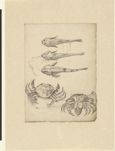 Three studies of a Cottus perifretum and two of a crab (Carcinus maenas)