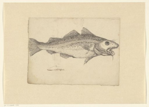 Atlantic cod (Gadus callarias)