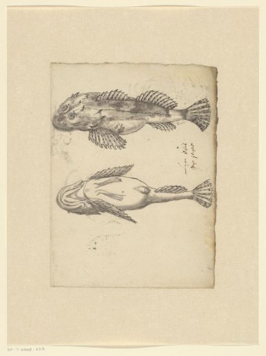 Shorthorn sculpin (Myoxocephalus scorpius)