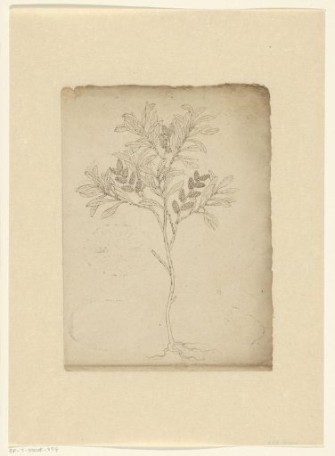 Dutch myrtle (Myrica gale)