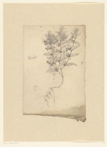 Skullcaps (Scutellaria)