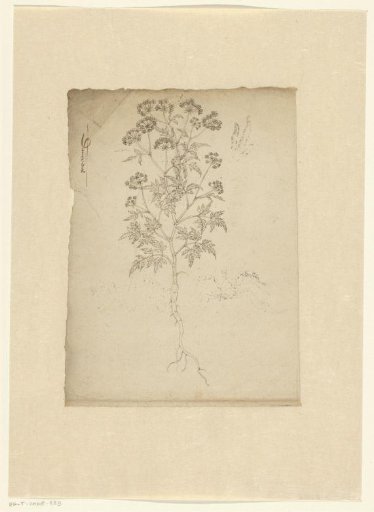 Plant 'Daucoides', possibly an umbellifer
