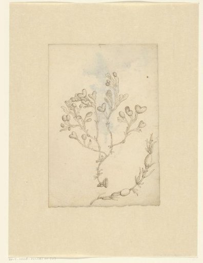 Hyssop (Hyssopus officinalis)