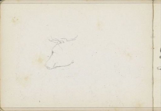 Head of an ox