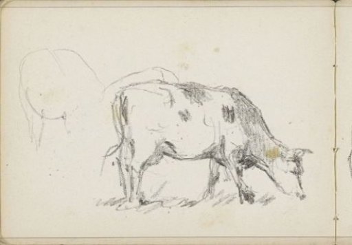 Grazing cow