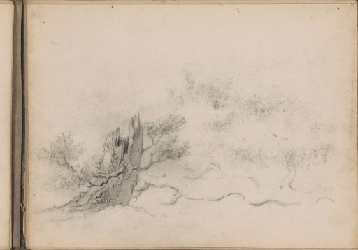 Tree trunk